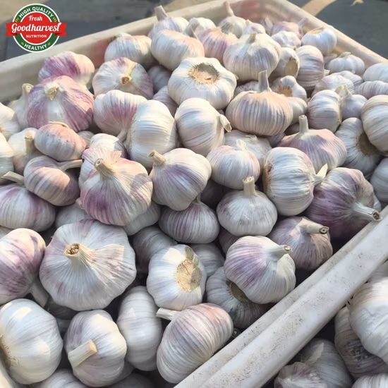 Super Alimento em Pó Vegetal Orgânico em Pó de Alta Qualidade