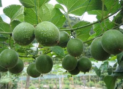 Adoçante Orgânico Puro de Fruta do Monge Keto Mv25%- Mv50% Açúcar em Pó de Fruta do Monge Dourado